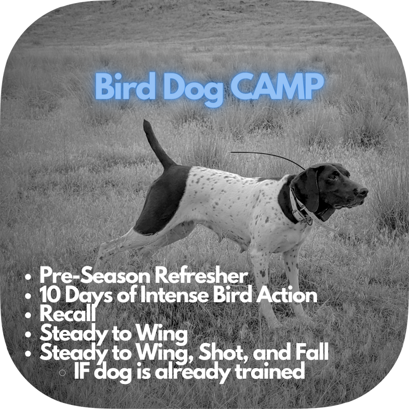 Bird Dog CAMP Training Deposit