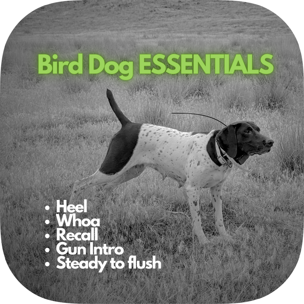 Bird Dog ESSENTIALS Training Deposit