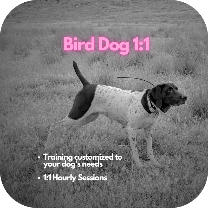 Bird Dog 1:1 Training Deposit