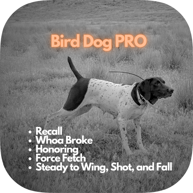 Bird Dog PRO Training Deposit