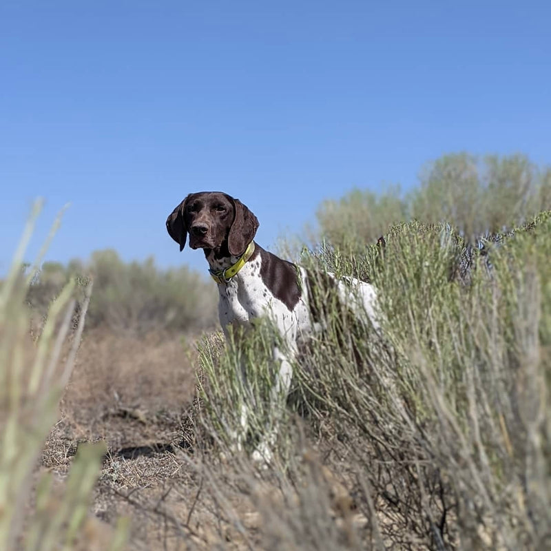 Garbonita kennels sales